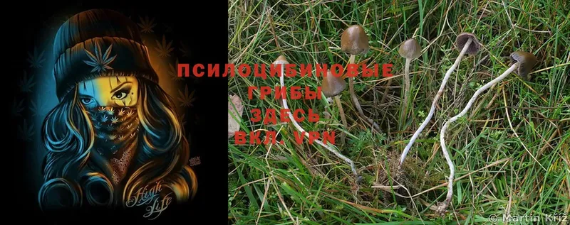 Галлюциногенные грибы Magic Shrooms  Костерёво 